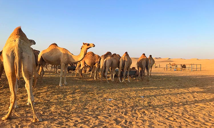 Morning Desert Safari Abu Dhabi